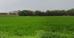 1.6萬 觀音區 觀音藍埔農保美田