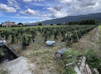 1.15萬 三星鄉 宜蘭三星美農田