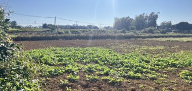 1.88萬 觀音區 月桃路旁農地