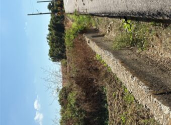 1.66萬 新屋區 新屋區東興路休閒種菜田