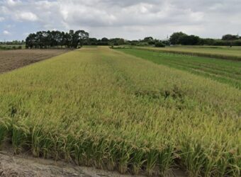 13萬 大園區 五權國小一般農